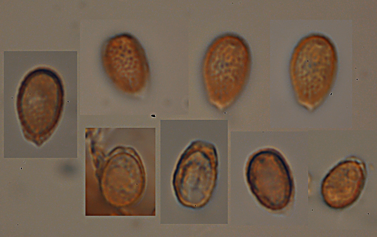 Phellinus nato capovolto - foto 0181 (Ganoderma applanatum)